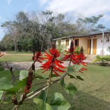 Flowers in our campgroung El Indio